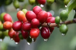 阿拉比卡豆 卢旺达阿拉比卡豆的特色  水洗波旁 精品咖啡
