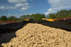 精品咖啡秘鲁Peru卡哈玛卡产区阳光合作社公平贸易水洗处理熟豆