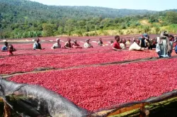 精品咖啡 美洲咖啡 哥伦比亚圣瑞塔进口优质 水洗处理咖啡豆