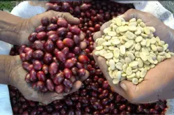 非洲咖啡 埃塞俄比亚sidamo 西达摩G2等级 水洗处理精品咖啡熟豆
