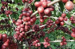 耶加雪菲日晒处理班其马吉BenchMaji 埃塞俄比亚原始森林精品咖啡
