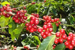 中国咖啡网推荐哥伦比亚慧兰产区钻石庄园黄波旁种优质咖啡豆