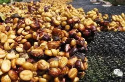 中国咖啡网推荐尼加拉瓜吉姆莫利纳庄园蜜处理红波旁种精品单品咖