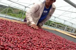 非洲咖啡精品庄园埃塞俄比亚日晒耶加雪菲日晒原生种咖啡豆