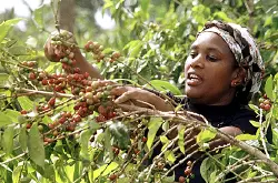 埃塞俄比亚西达摩日晒处理狮子王精品咖啡豆衣索比亚西达玛黑咖啡