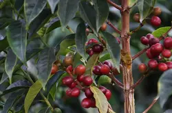 云南咖啡 普洱咖啡种植面积达75.7万亩 成全国最大咖啡产区