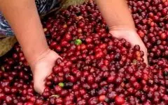 精品咖啡豆庄园介绍——洪都拉斯咖啡产地 洪都拉斯精品咖啡介绍