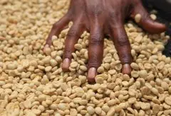 非洲肯尼亚优质精品咖啡豆介绍 肯尼亚精品咖啡口感特点 衣索匹亚