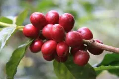 精品咖啡豆产区介绍——哥伦比亚考卡咖啡产区 考卡咖啡产区介绍