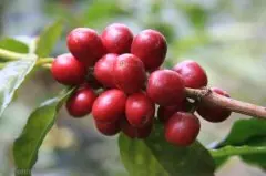 巴拿马凯萨路易斯精品咖啡庄园介绍 巴拿马波奎特boquete咖啡产区