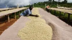 埃塞俄比亚西达摩狮子王咖啡介绍 衣索匹亚咖啡产区 衣索匹亚咖啡
