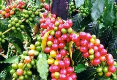 云南咖啡的品种特点介绍 云南小粒咖啡豆是卡蒂姆还是铁皮卡