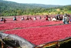 哥斯达黎加火凤凰咖啡庄园介绍 黑蜜紫罗兰咖啡豆介绍 咖啡豆的蜜