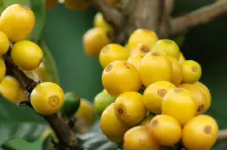 哥伦比亚黄波旁种优质咖啡豆慧兰产区慧兰高原钻石庄园特别处理法