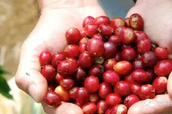 中国咖啡网推荐哥斯达黎加火凤凰庄园红蜜处理SHB级咖啡熟豆