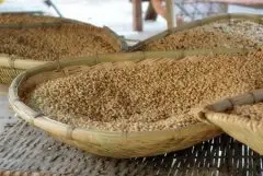 肯尼亚精品咖啡豆介绍 肯尼亚咖啡风味特色 肯尼亚咖啡口感 肯尼