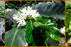 怎么种植咖啡树如何种植咖啡树咖啡树的种植咖啡生豆遮荫种植