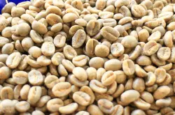 咖啡豆种子怎么种植咖啡危地马拉究竟是一种怎样的豆子呢？咖啡网