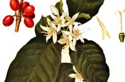 咖啡树的种植条件咖啡树种植需要什么条件？咖啡为茜草科多年生常