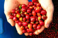 咖啡的文化咖啡的发源地埃塞俄比亚著名的摩卡咖啡阿拉伯咖啡豆出