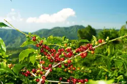 世界咖啡主要產區印尼知名代表性咖啡爪哇Java蘇門達臘曼特寧