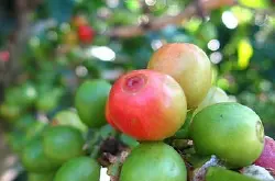 咖啡豆产区的区域分布非洲阿拉伯地区埃塞俄比亚耶加雪菲达玛合作