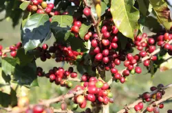 马达加斯加（Madagascar）罗百氏特咖啡加阿拉伯咖啡豆的种植