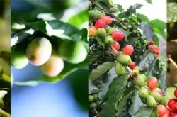 津巴布韦的咖啡优质肯尼亚AA级咖啡一样口感柔滑爽带有馥郁果香