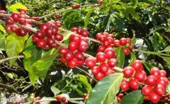 瑰夏咖啡的特点 庄园咖啡 贵的咖啡 果香 限量咖啡博奎特