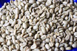 如何手选咖啡生豆？正确挑选咖啡生豆？萨尔瓦多庄园帕卡马拉生豆