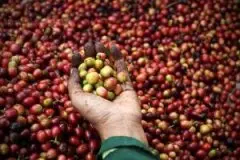 越南咖啡价格呈下跌趋势 亚洲咖啡 咖啡最新新闻