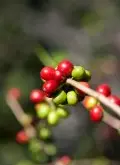 在家可以种咖啡树吗？