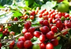 云南咖啡产区分布 中国精选单一产区云南咖啡豆风味特点介绍