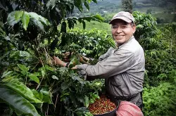 咖啡豆在哪买咖啡豆价格种子咖啡生豆价格花语日晒西达摩热带水果