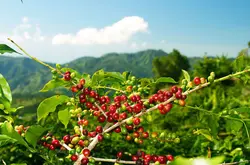 在哪里能买到便宜的咖啡或咖啡豆?萨尔瓦多水洗Pacamara帕卡马拉