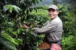 在哪里能买到便宜的咖啡或咖啡豆?哥斯达黎加塔拉珠钻石山庄园卡