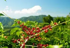 咖啡豆在哪买咖啡豆多少钱一斤哥伦比亚慧兰产区慧兰高原钻石庄园