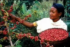 咖啡树的生长过程视频 咖啡树生长 樱桃咖啡 萃取 价格