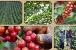 埃塞俄比亚咖啡产区耶加雪菲日晒处理班其马吉BenchMaji埃塞俄比