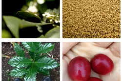 咖啡豆选购教程咖啡豆品牌种类指南哥伦比亚特级圣瑞塔咖啡豆