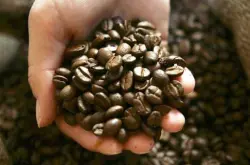印尼猫屎咖啡豆原装进口咖啡种类介绍及各类咖啡的做法手冲咖啡的