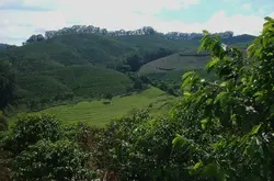 危地马拉薇薇特南果产区咖啡豆有几种如何把咖啡豆做成咖啡咖啡豆
