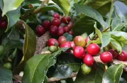衣索比亚耶加雪菲艾瑞加日晒aricha咖啡豆有几种如何把咖啡豆做成