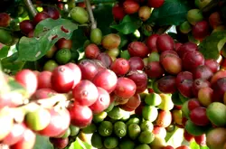 巴拿马情圣庄园水洗瑰夏咖啡豆有几种如何把咖啡豆做成咖啡咖啡豆