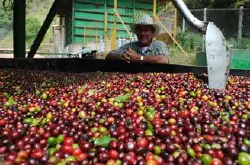 洪都拉斯水洗波旁是罗布斯塔种还是阿拉比卡种啊?咖啡豆品种价格