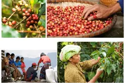是罗布斯塔种还是阿拉比卡种啊?咖啡豆品种萨尔瓦多喜马拉雅庄园