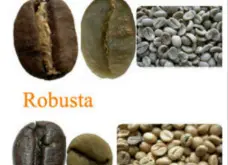 阿拉比卡咖啡豆和罗伯斯塔咖啡豆有何区别？形状差异风味特色不同