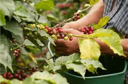 印度尼西亚巴厘岛卡拉娜金塔怎样能买到好的咖啡豆网上购买咖啡豆