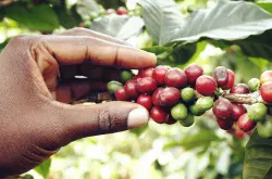 网上哪能买到咖啡豆?咖啡豆去哪买好?埃塞俄比亚sidamo西达摩G2