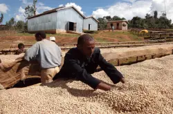 怎样能买到好的咖啡豆网上购买咖啡豆需要注意些什么? 埃塞俄比亚
